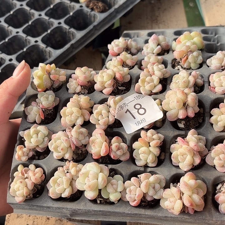 土***豆18号白冰到手1框呼呼好