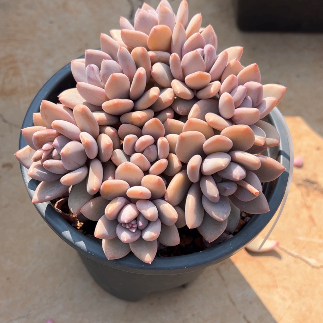 珍舞美人平头多肉植物