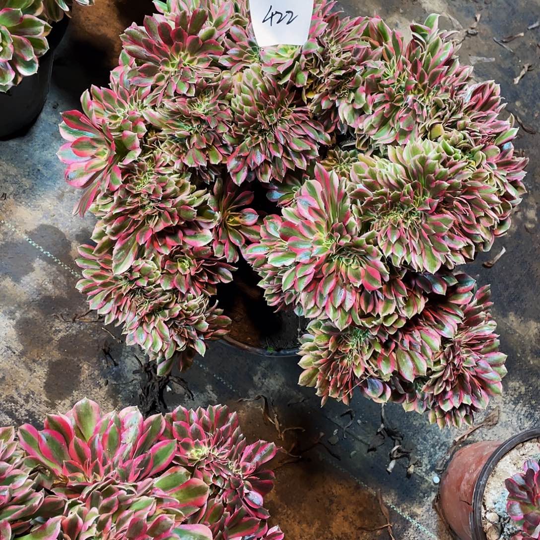 ****州多肉法师422号粉女巫缀化