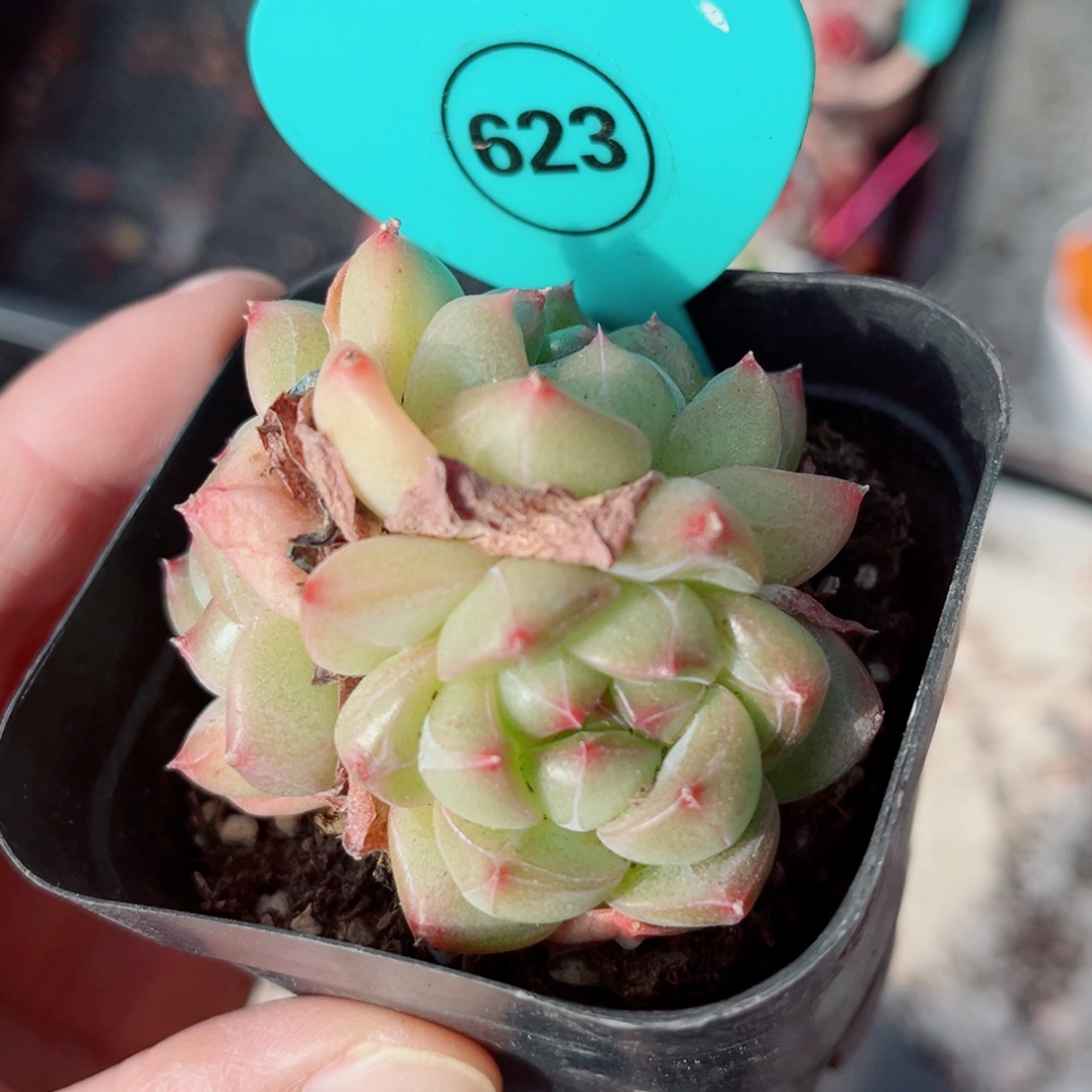623号小老桩珍妮群