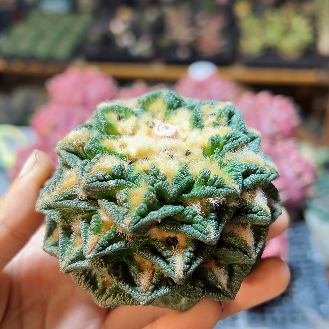 晚1号苗接无根辛盾牡丹7.8公分