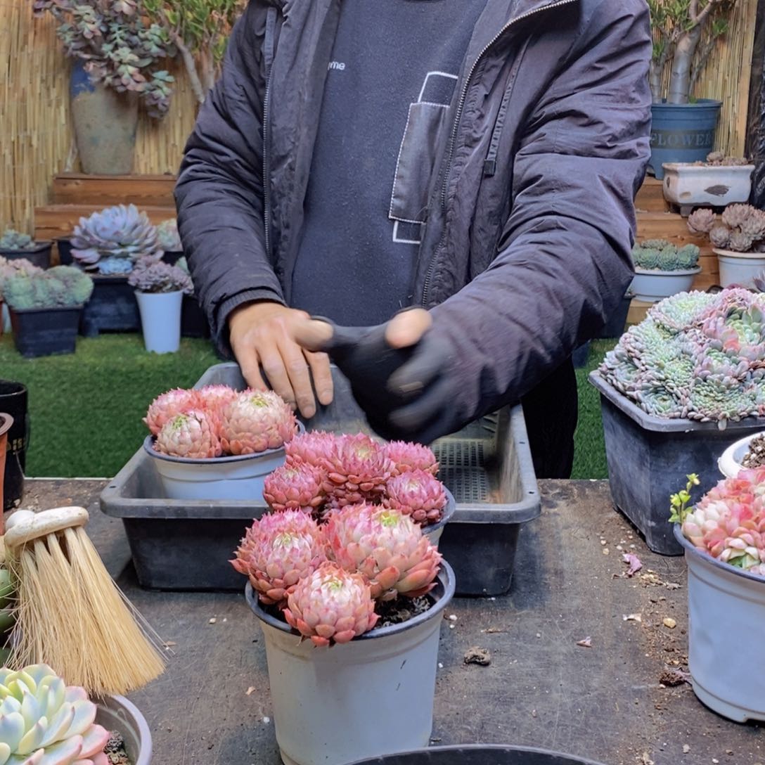 迟*早H357号朱砂痣三颗