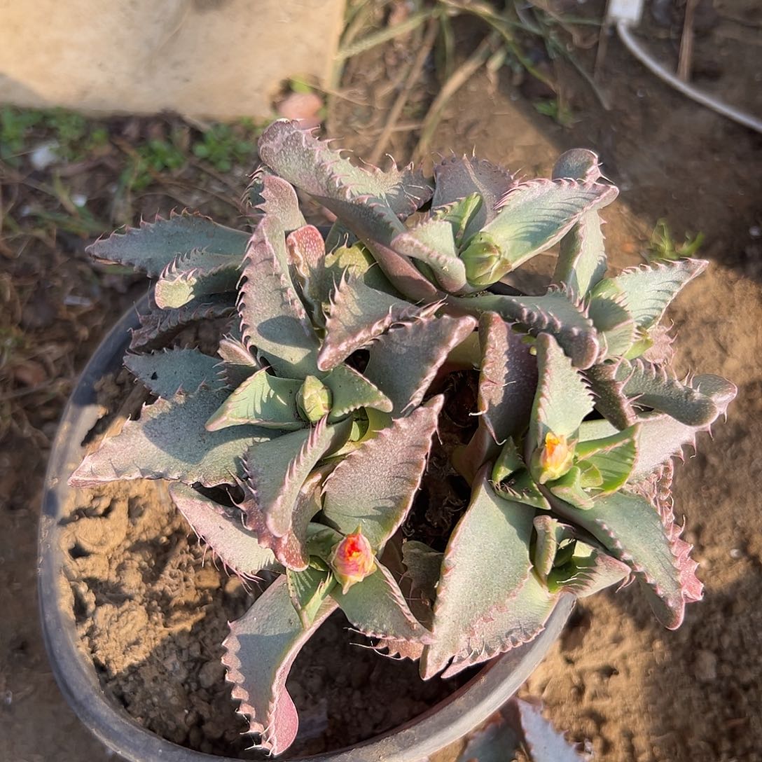 多肉植物怒涛开花