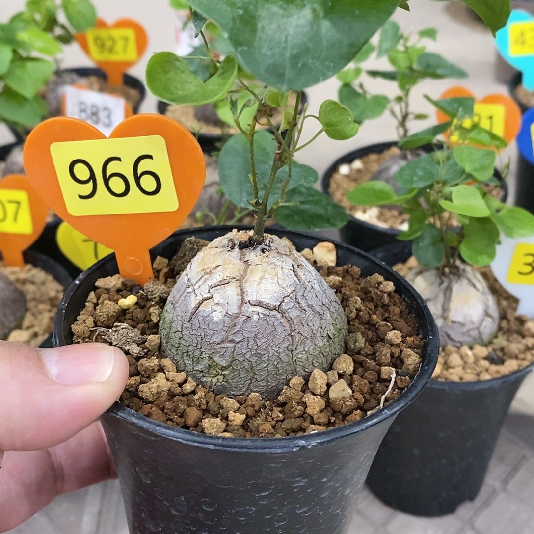 南非龟甲龙龟甲龙