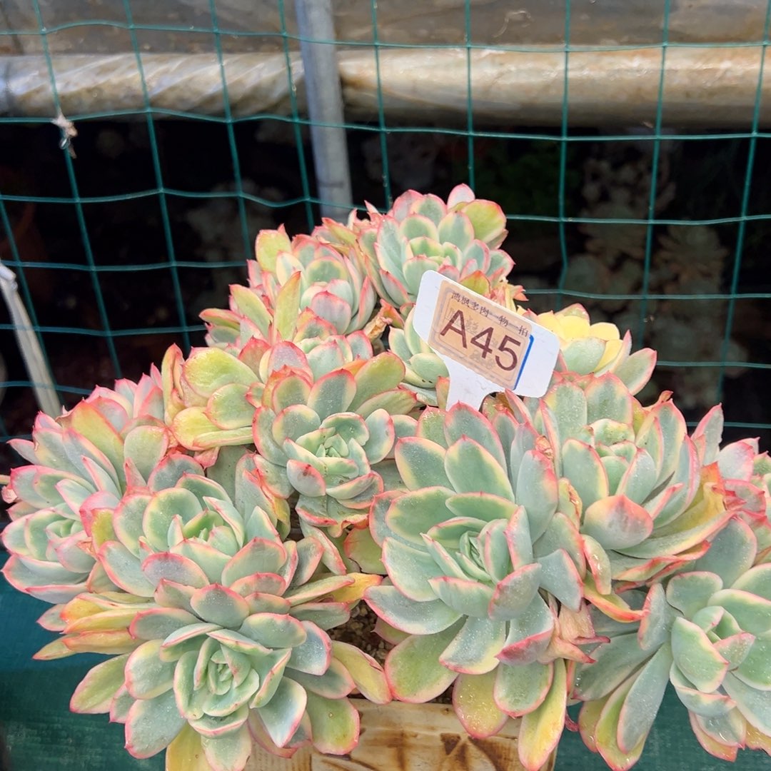 绮罗锦，，，，，，，，，，，，，，，，