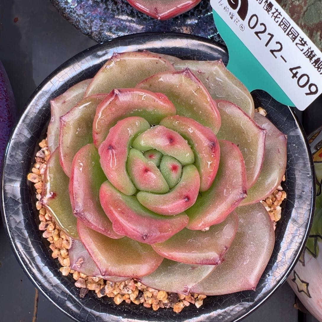 从前慢多肉精选编号0212.409