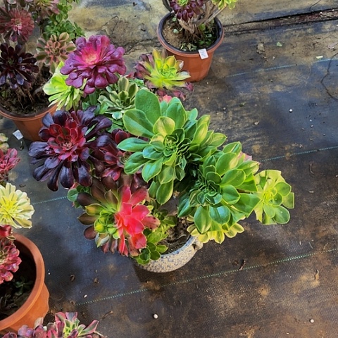 友***法师嫁接的法师法师9999