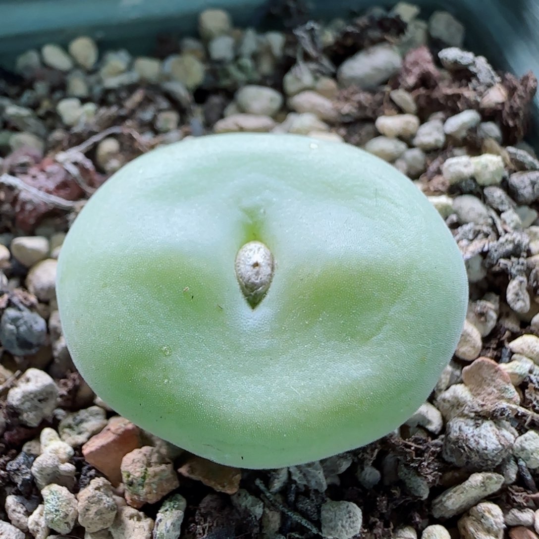 2-5-3-6全场8.8折满58包邮大型空卡佛2.5cm脱土