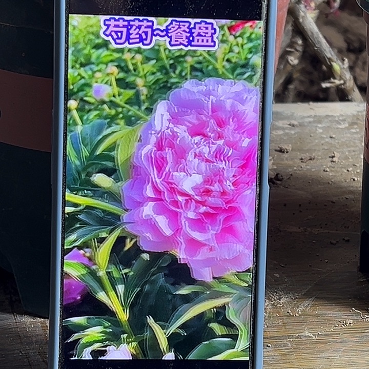 毓***秀完全开放餐盘1111