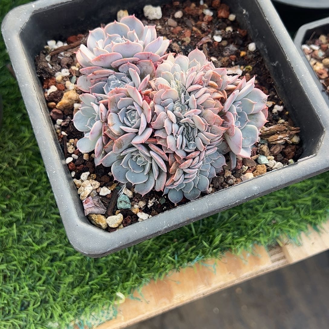 天赐缀化多肉植物