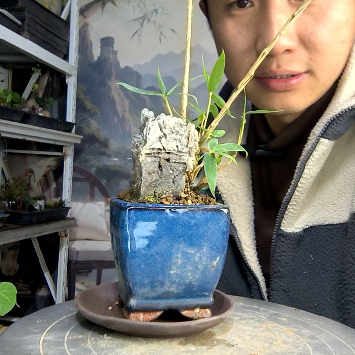 中青园艺一物一拍103