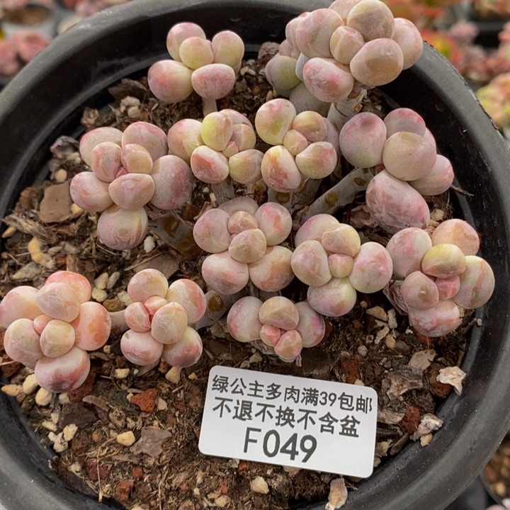 石化香玉奶酪9cm049多肉植物