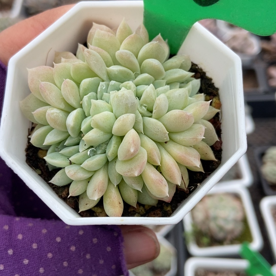 118奶油美人缀多肉植物