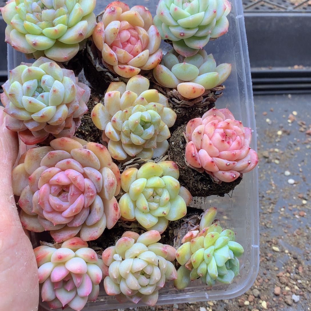 反反复复还是很开心063