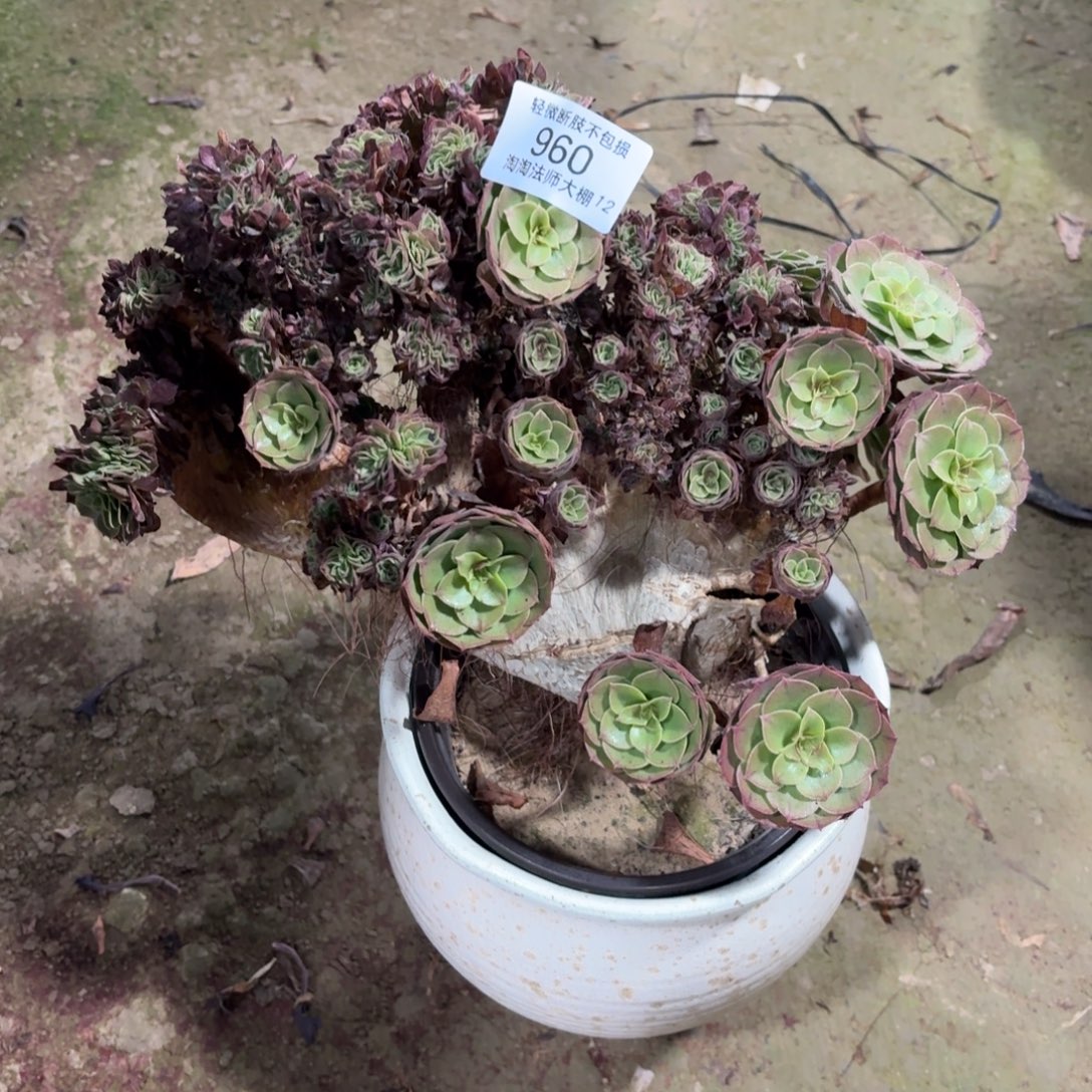 星***愿960万圣节缀化妖桩多肉