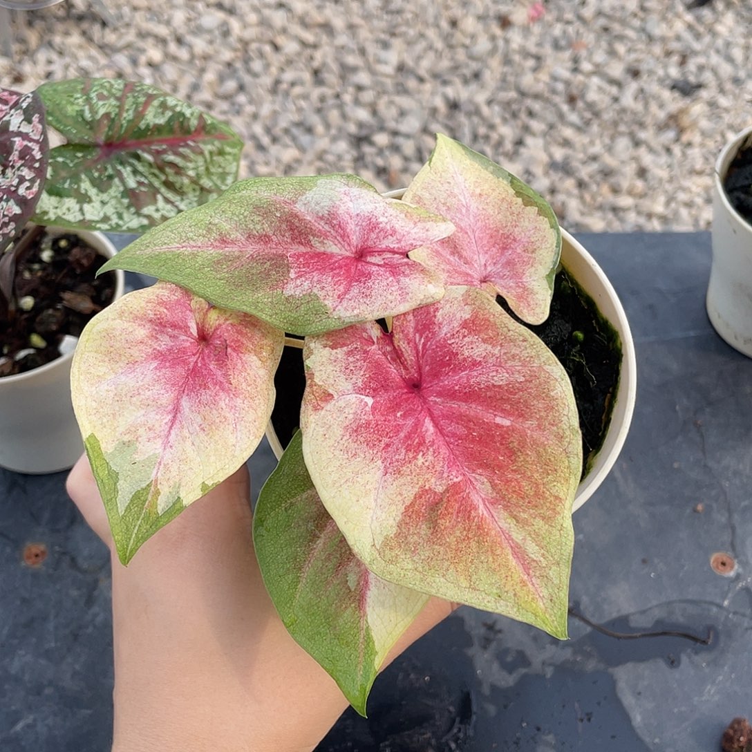 完全开放月亮光辉养定