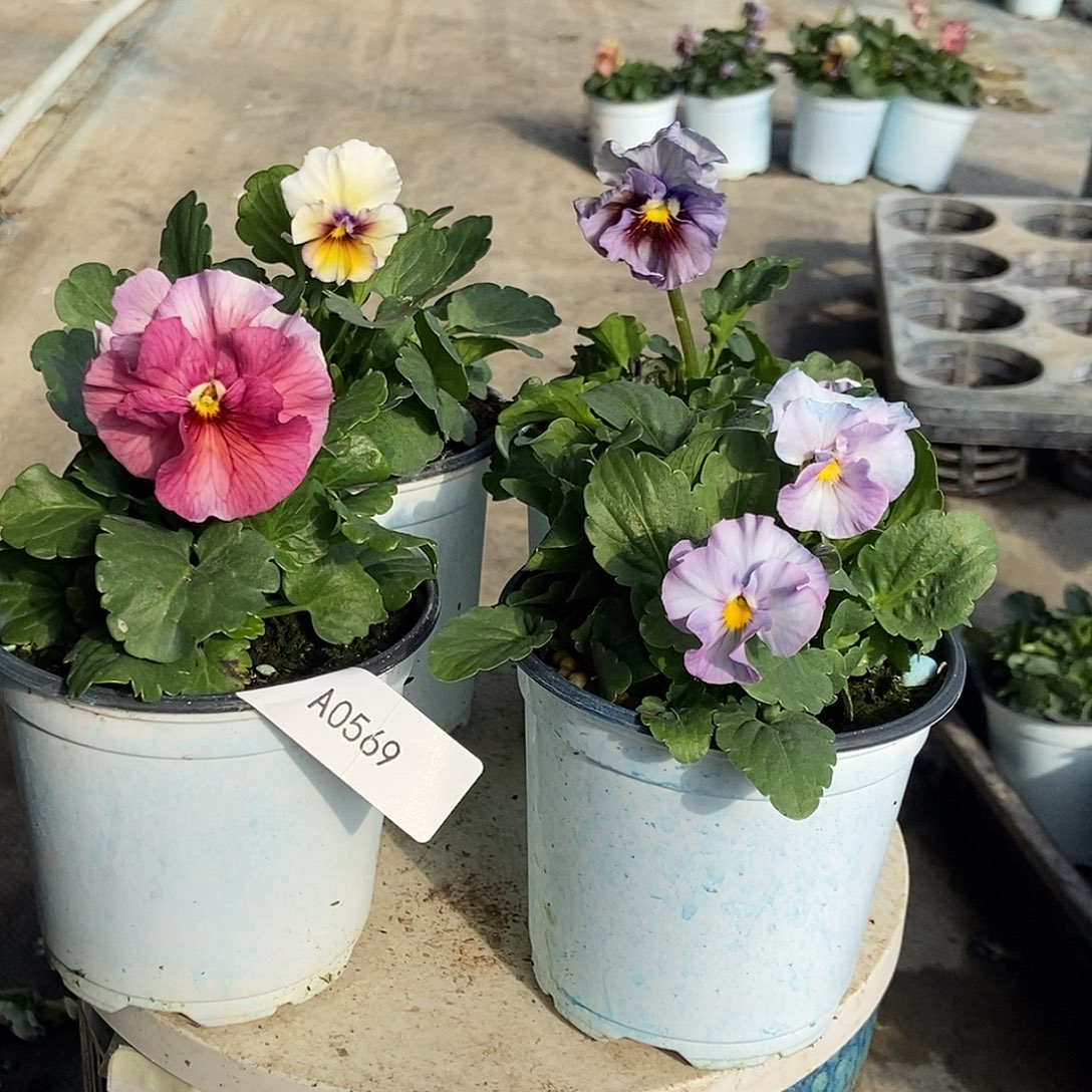 大部分花苞少量开放569