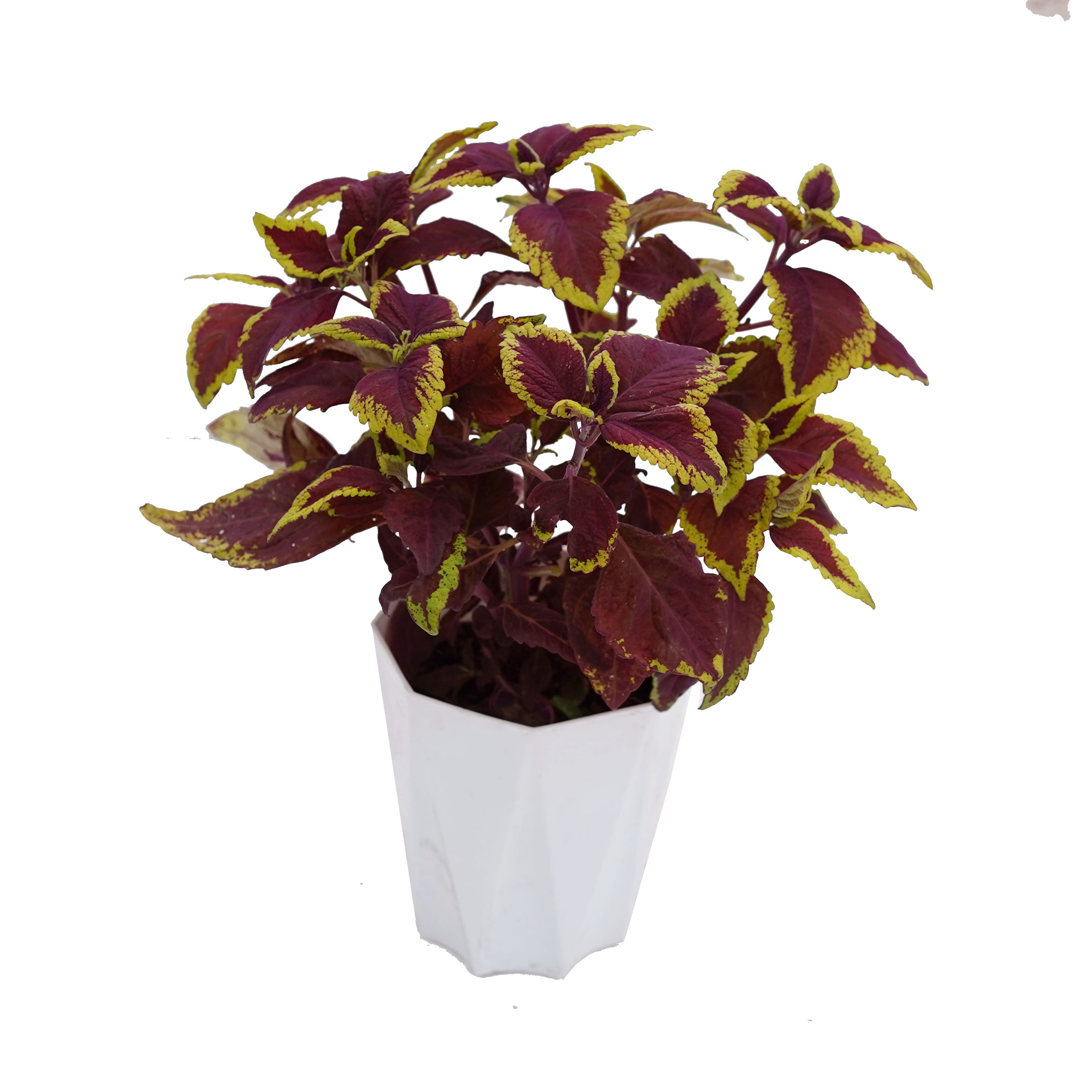 彩叶草金边盆栽四季观叶阳台庭院耐寒耐热室外好养红色喜庆花卉