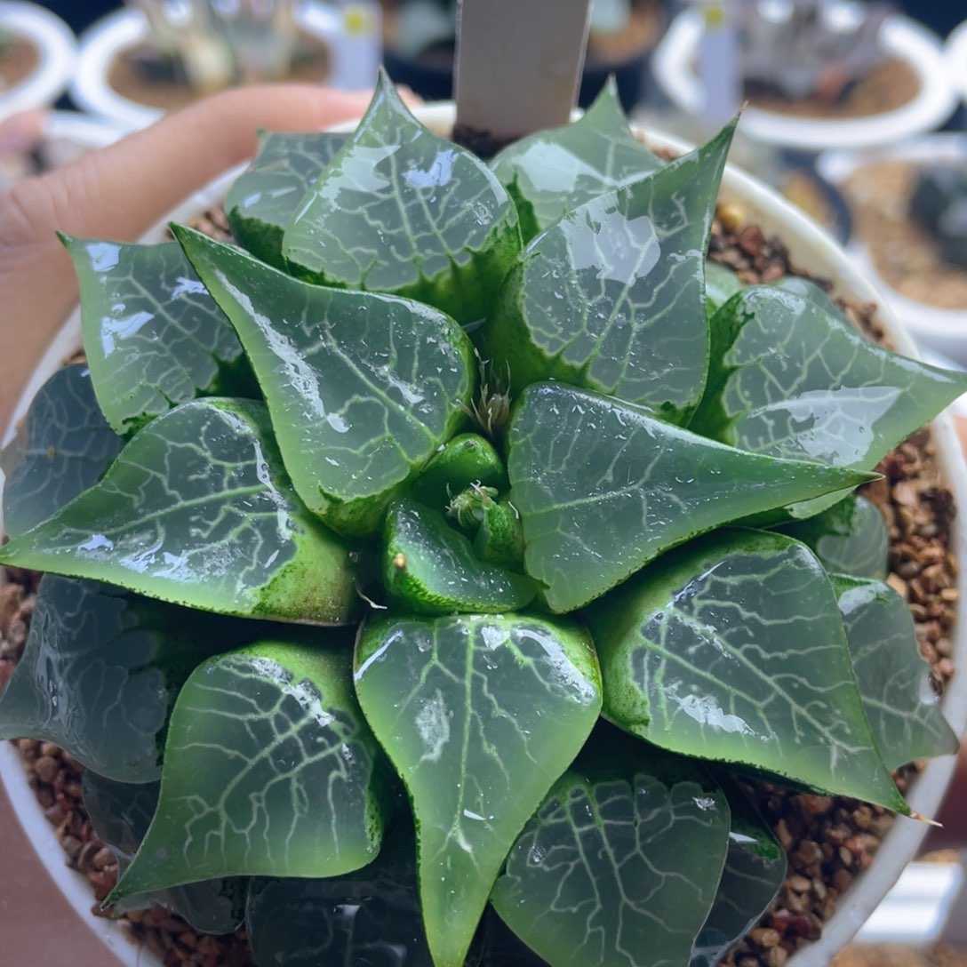 16.十二卷多肉木叶克。