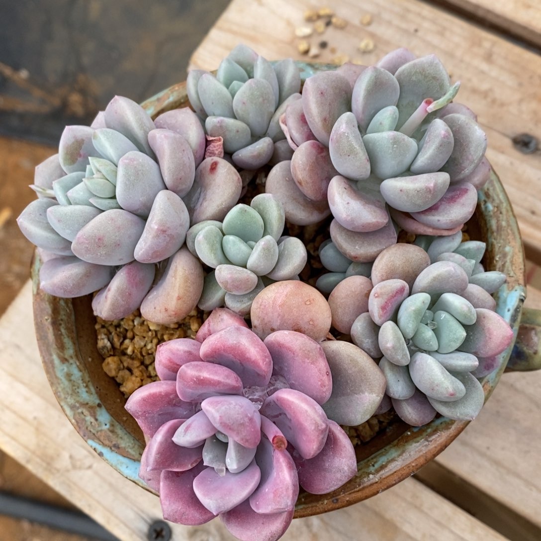 精品多肉一物一拍不包整562