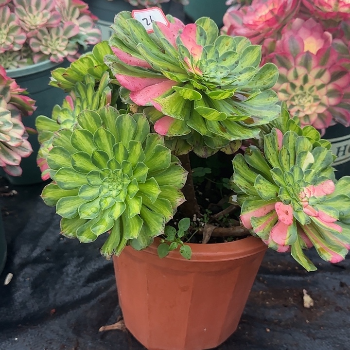 精品多肉植物0026