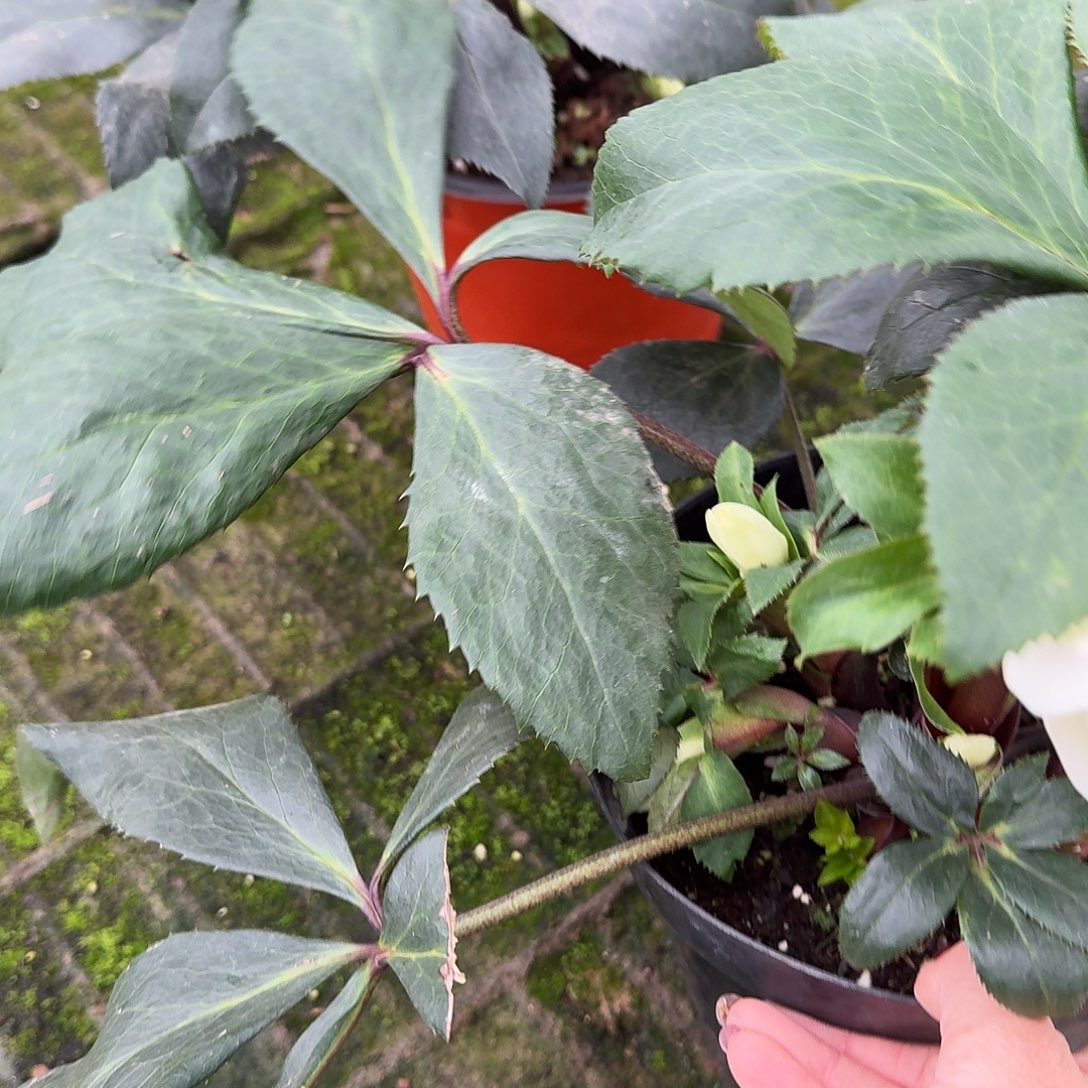 白月光铁筷子花福利