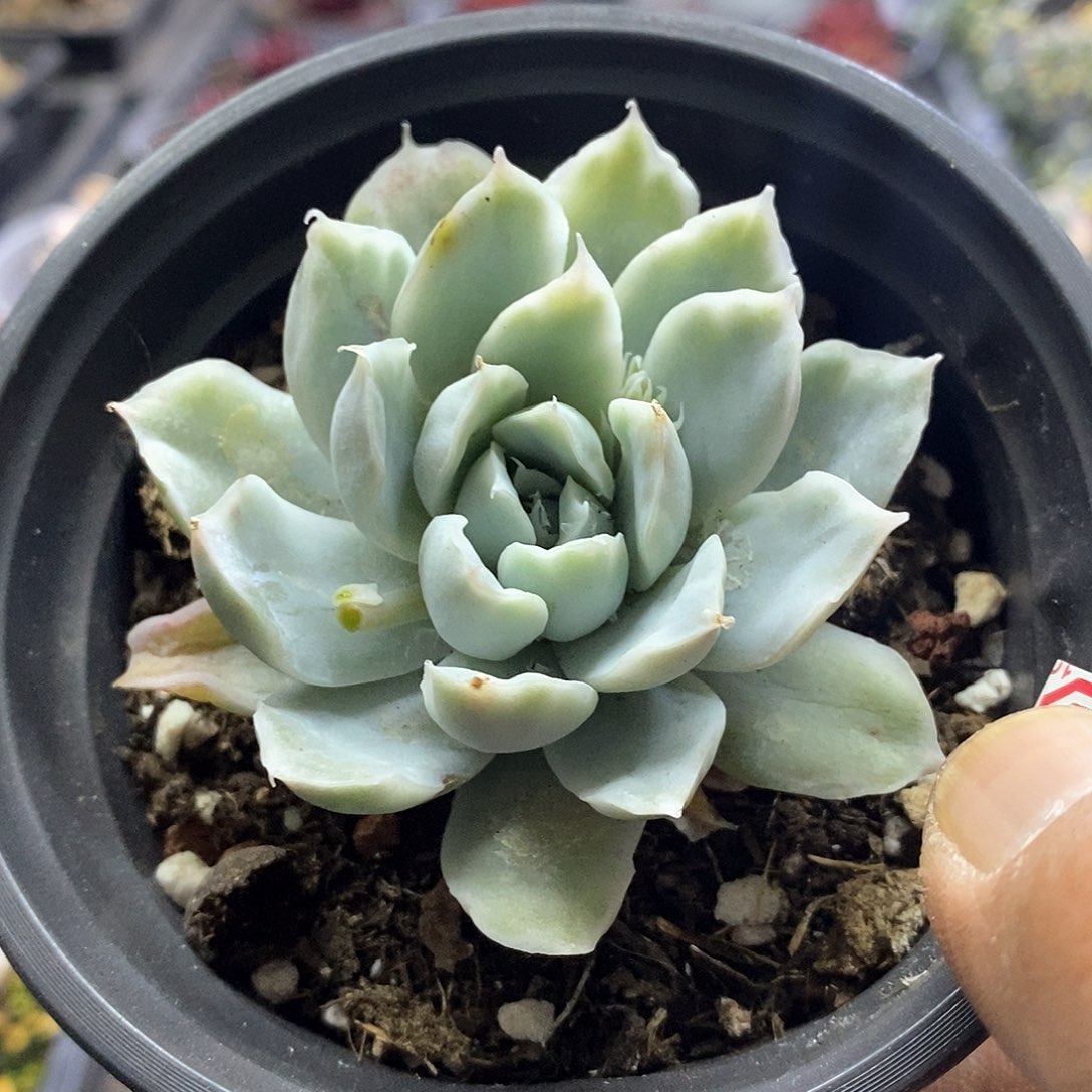 1423精美多肉辛普森锦