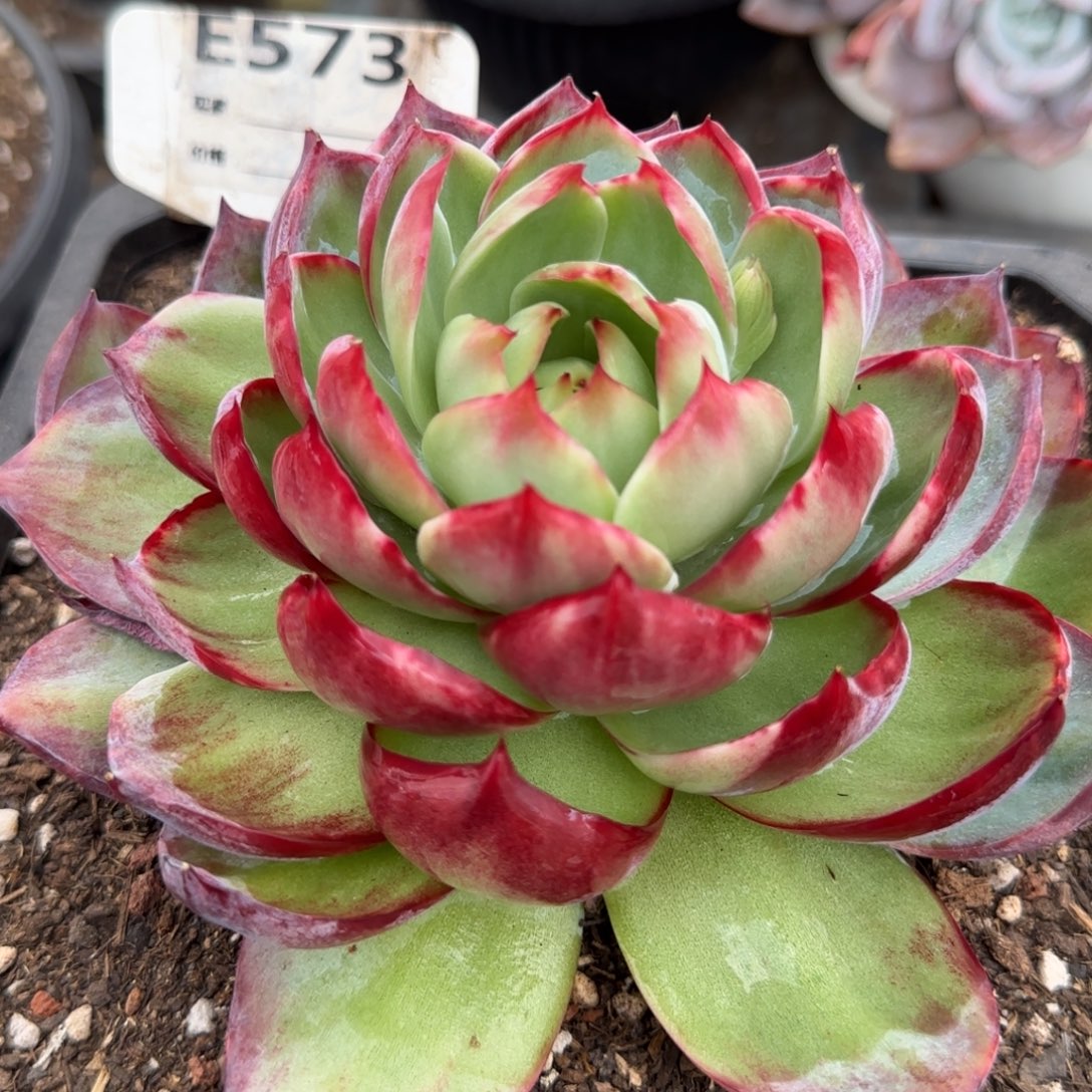 惊鸿一物一拍包装收缩花旱573