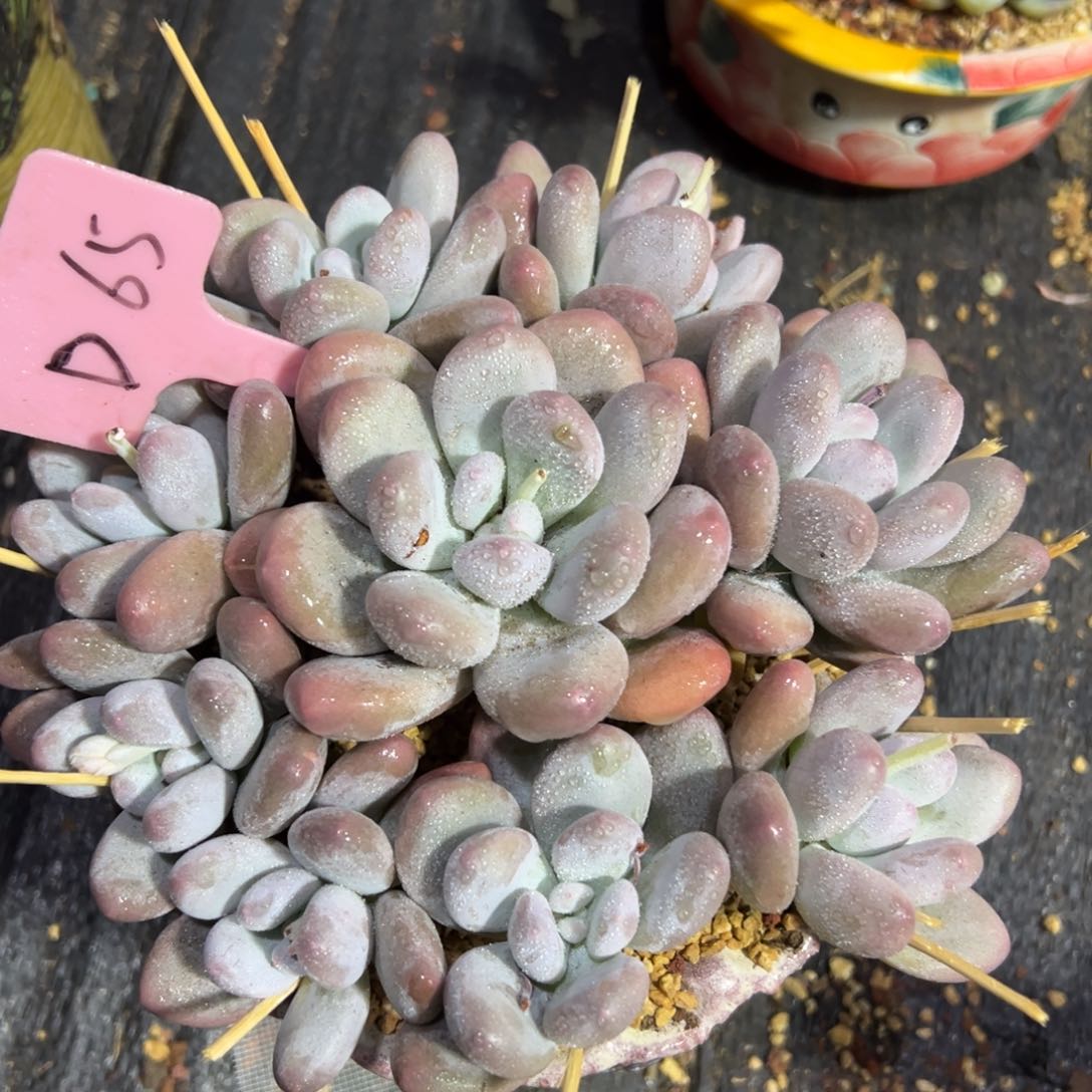 多肉植物一物一拍d65