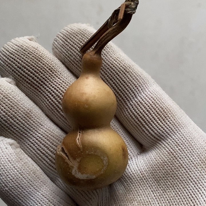马***蝶天然植物葫芦天裂