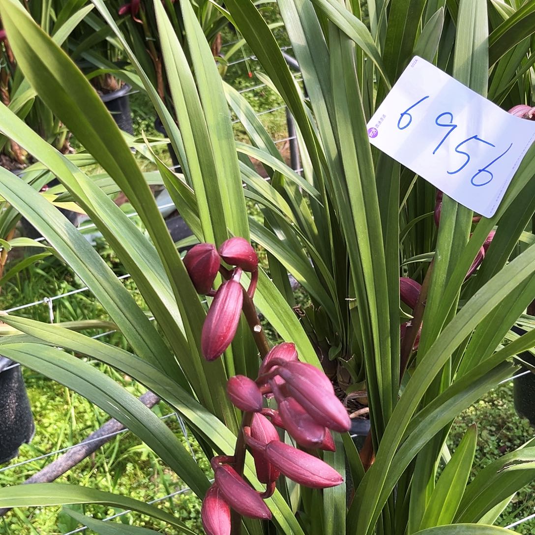 当前无花栽培后可以开花红袍