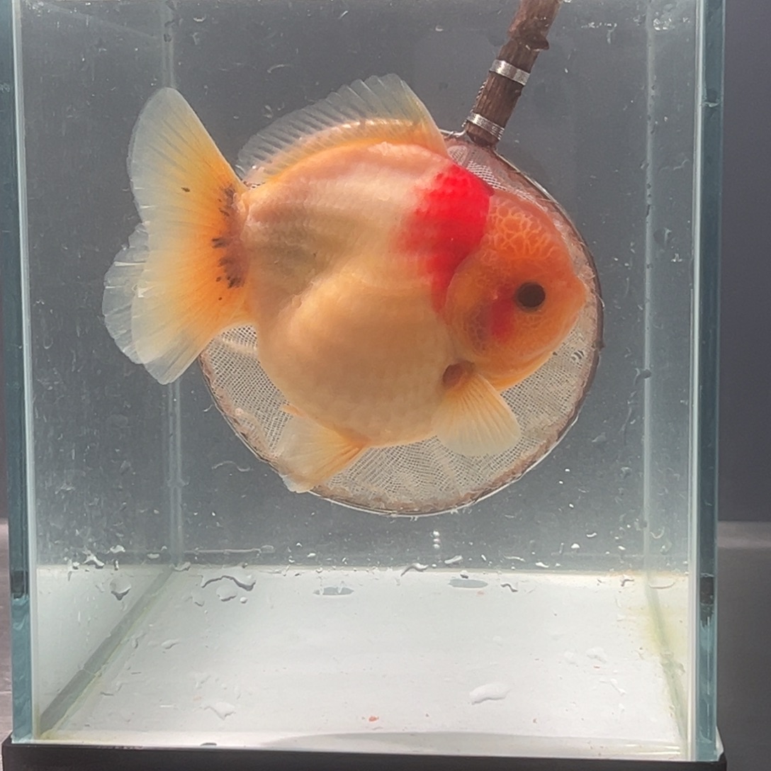 海水鱼1919556655558474