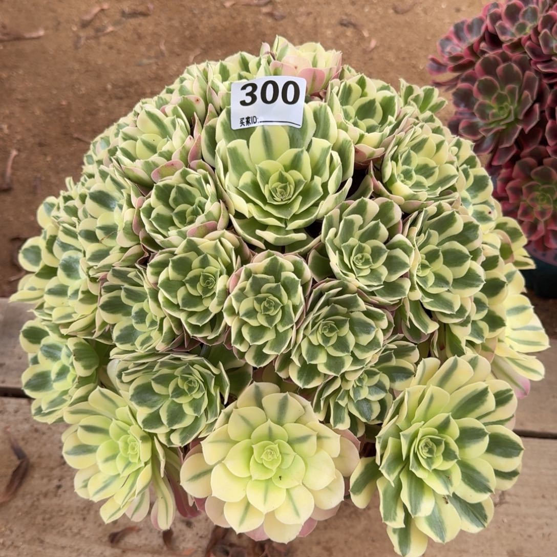 300白凤多肉植物