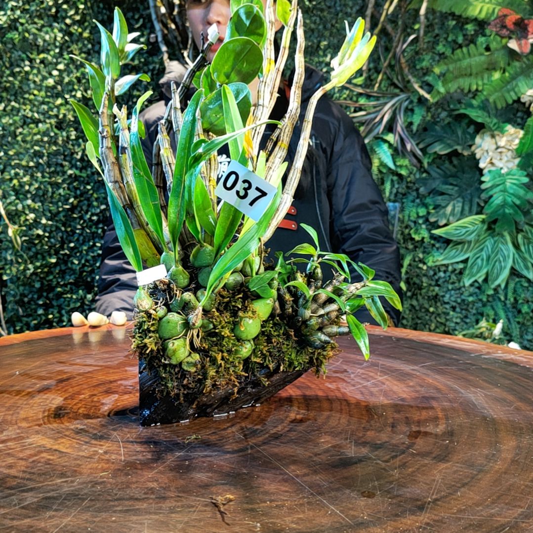 【闪购商品】37龙绿宝石喉红花卉