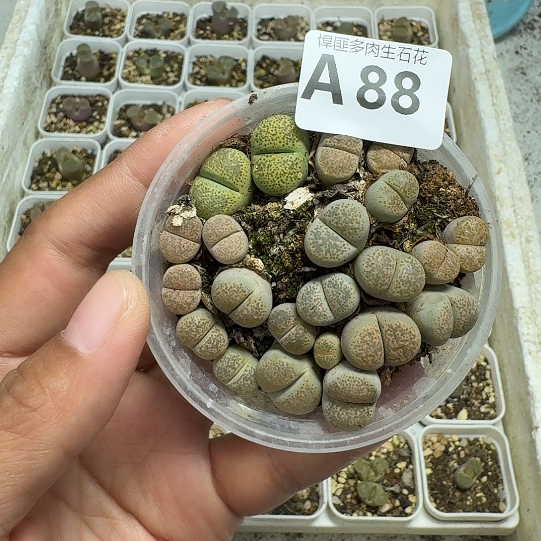 88多肉植物多肉植物