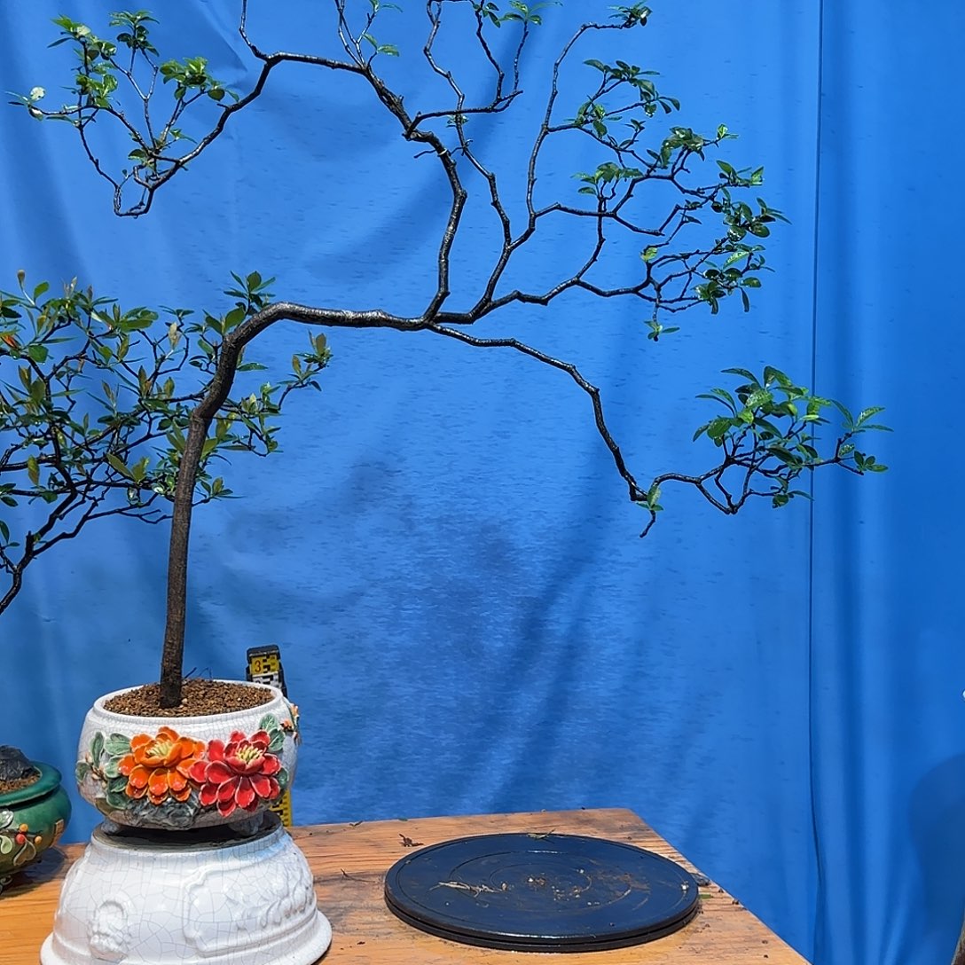 无花朵海岛春花1000
