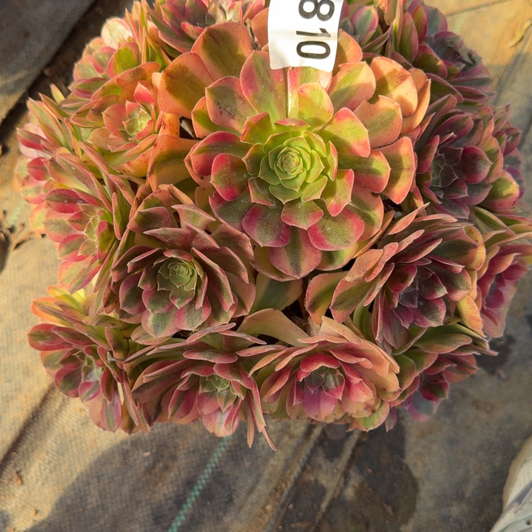 810雨河多破体系与福利