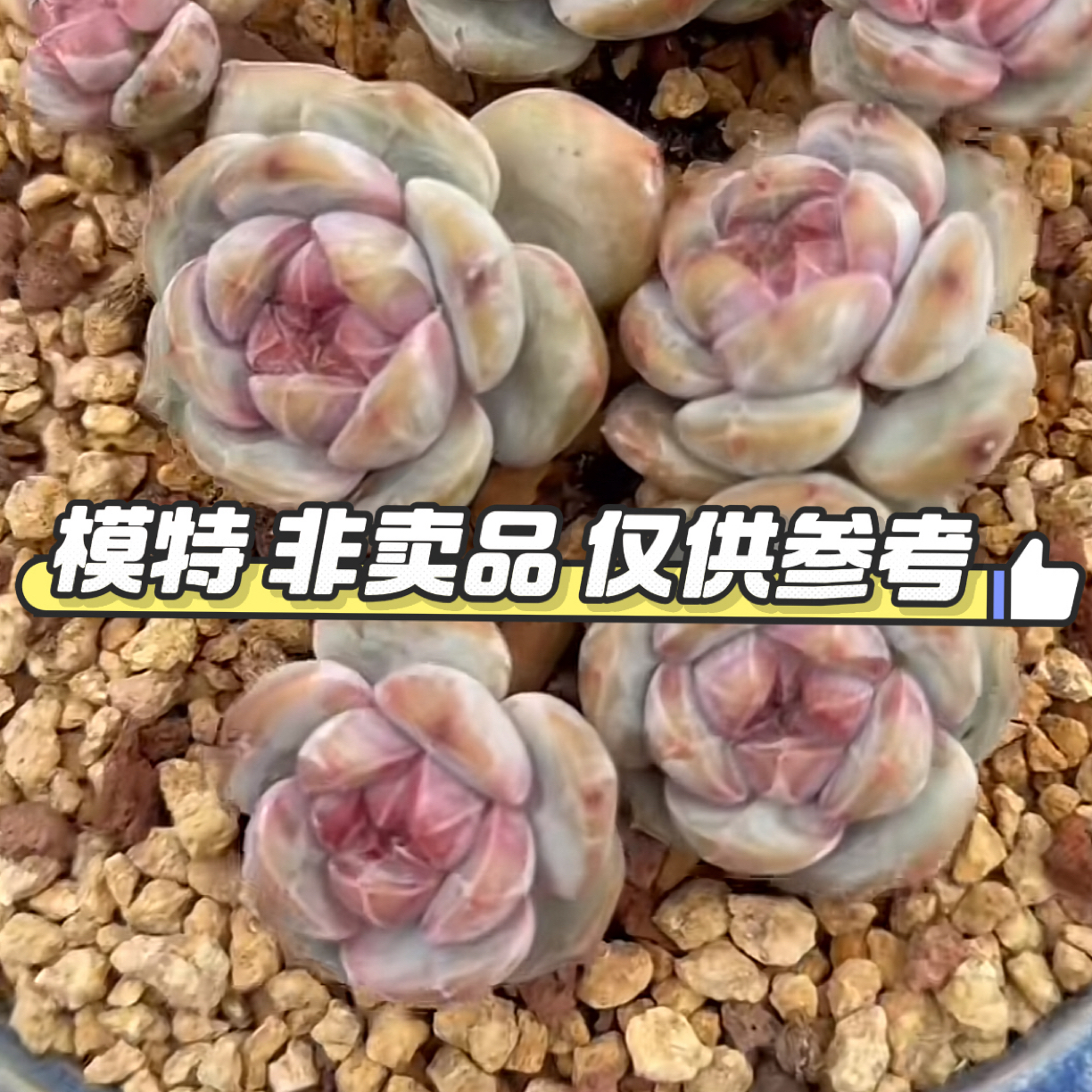 小飞侠多肉寄养链接