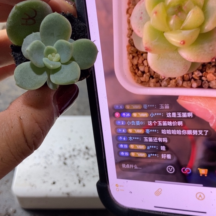 芭比芽苗一个多肉
