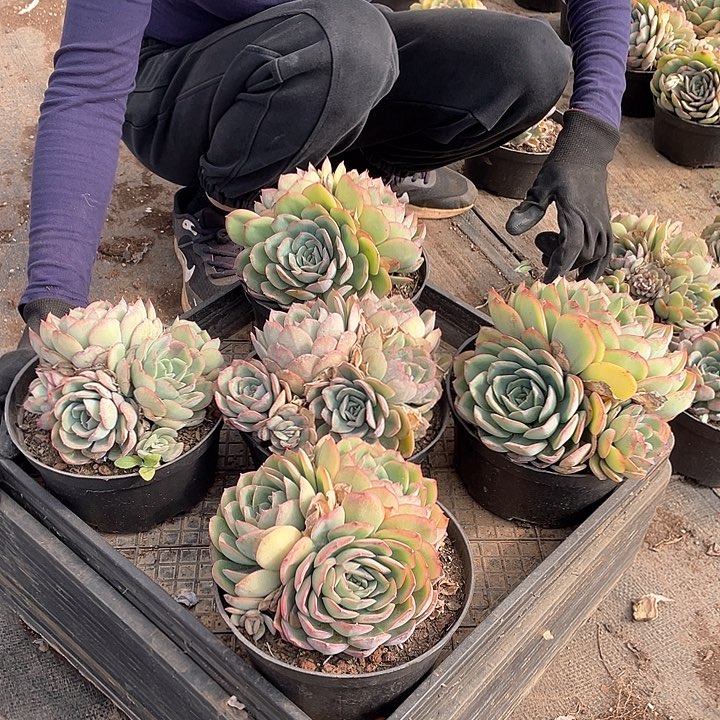 柠檬呈露9.9米 三头起 量拍多肉