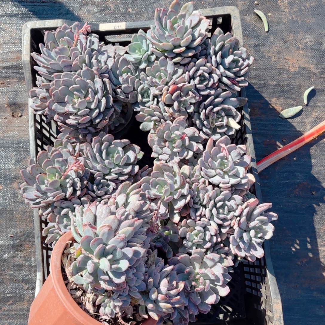 灰姑娘。 5颗。