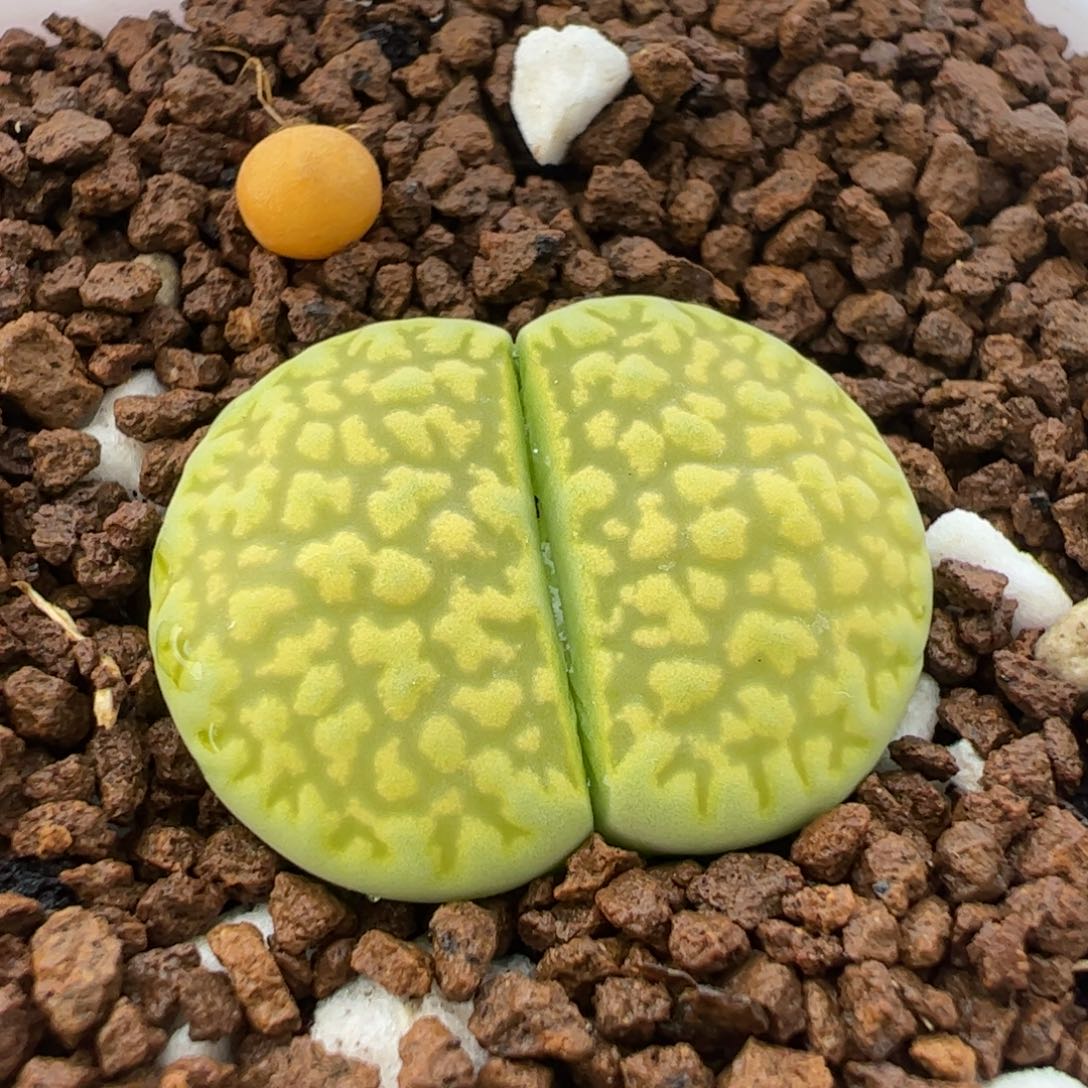 172多肉植物组合