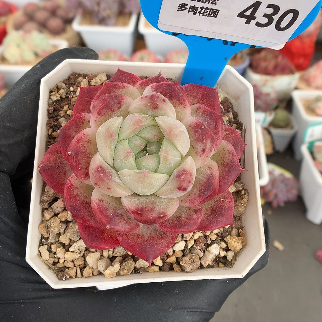430 血斑珍妮糖心多肉