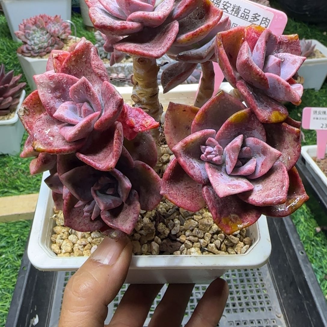锦安多肉精品植物245