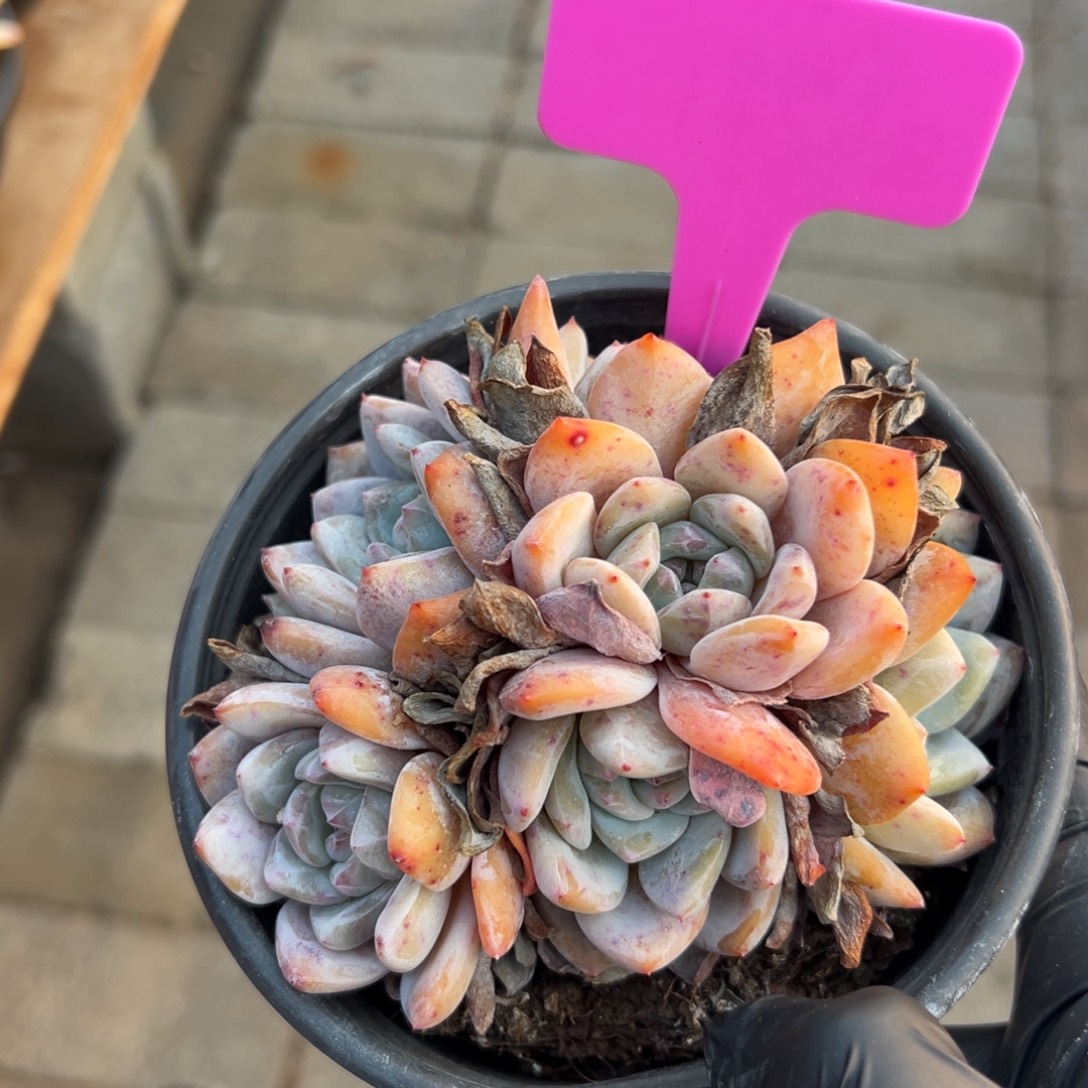 橙子群生1111111111