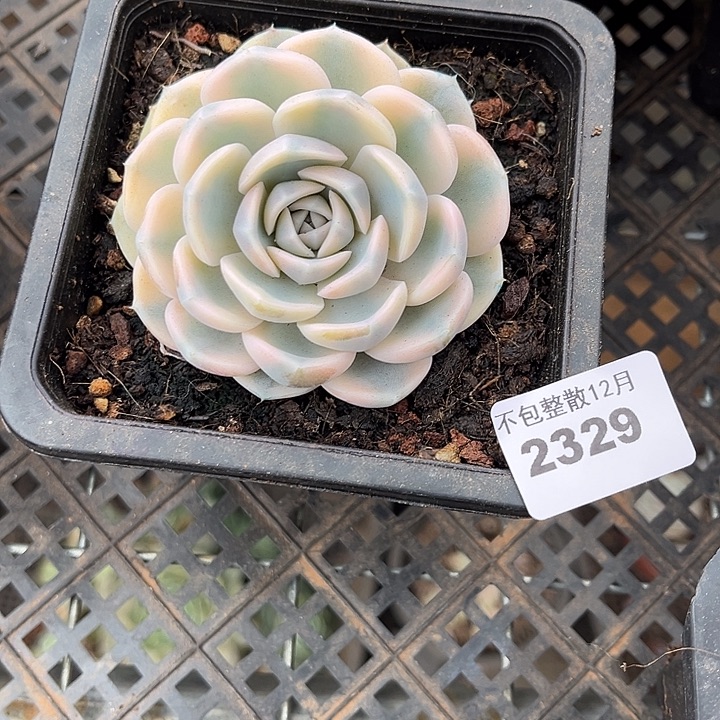 遥***远阿阿雅园艺。  2329汉堡锦