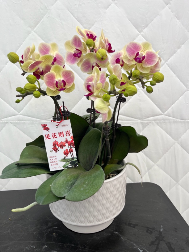 精品蝴蝶兰三色鸟