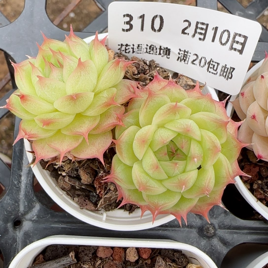 你****！花语逸境0210-310