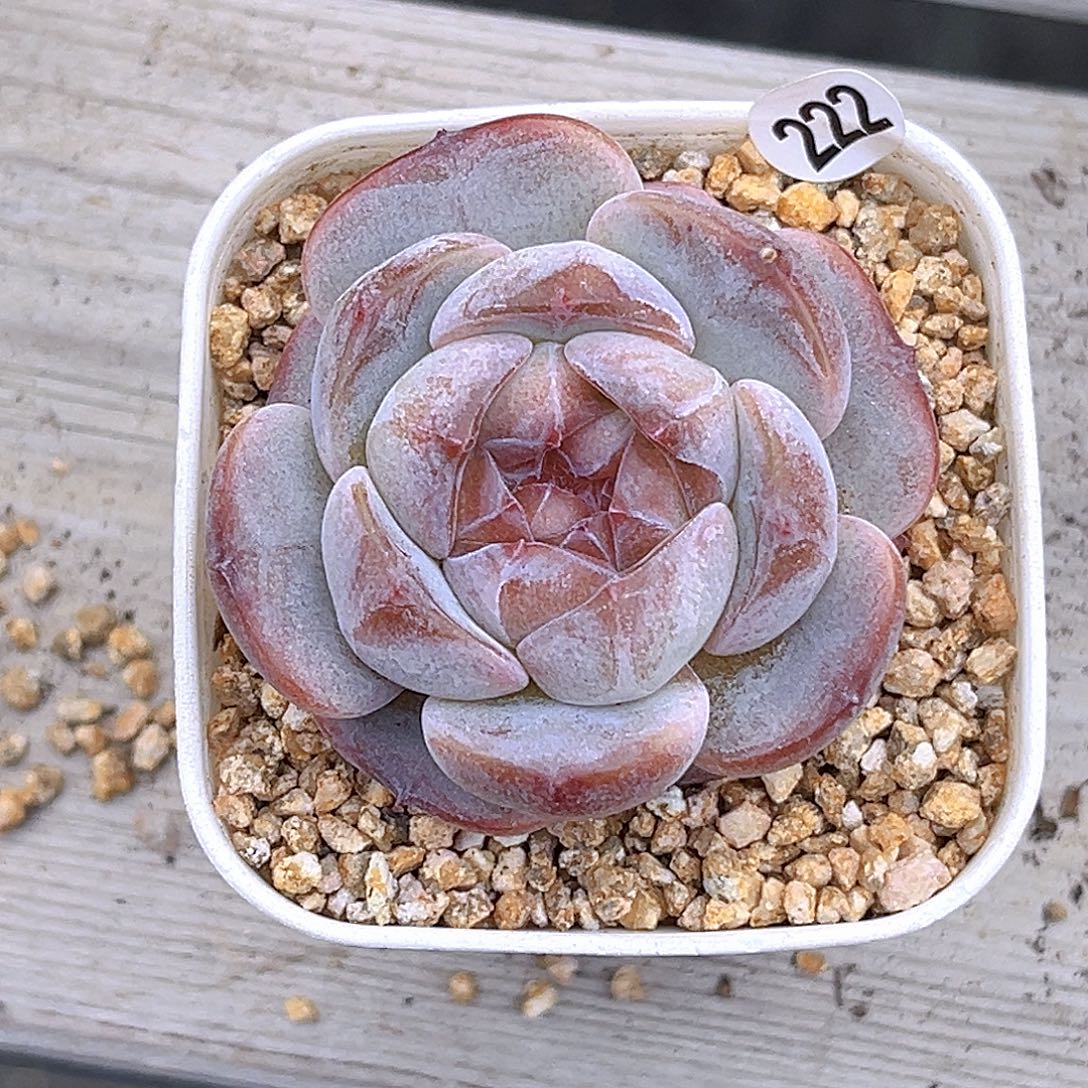 222 糖炒栗子满18包邮