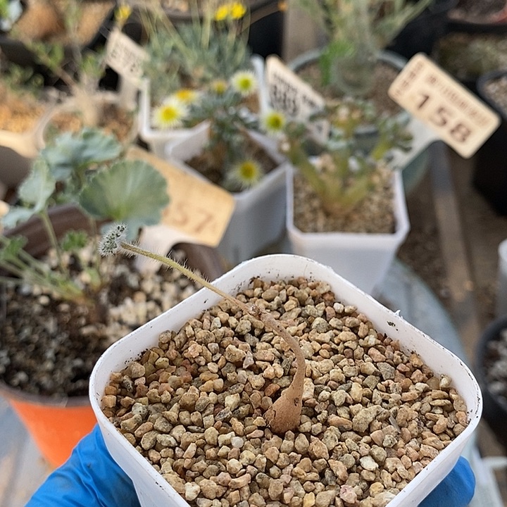 147枯木洋葵带盆一一一一